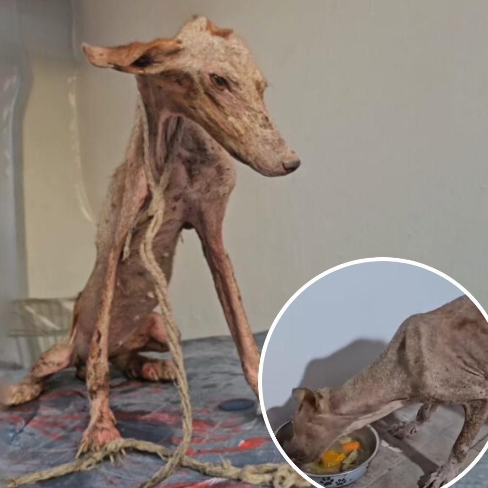 Once Chained and Abandoned, This Dog Is Now a Shining Queen of Strength