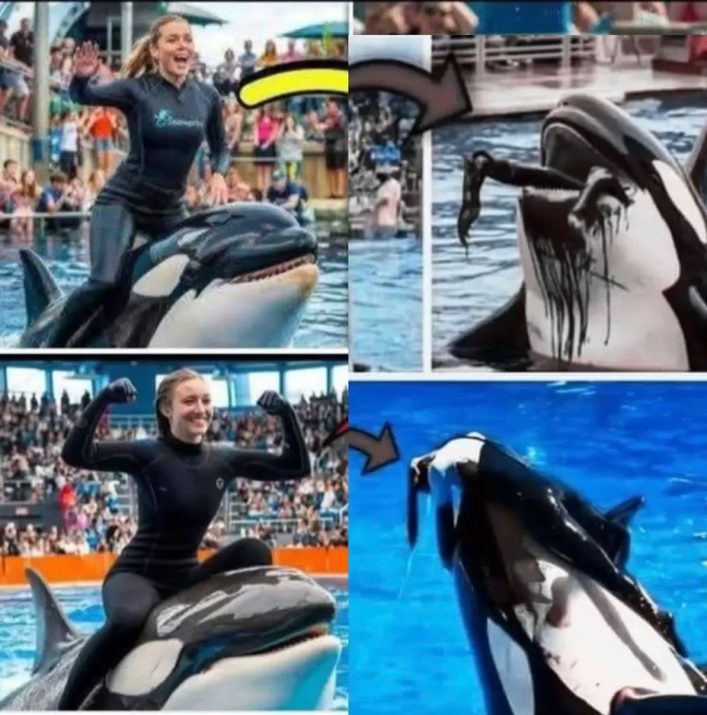 Orca trainer is devoured by this one while perfor…
