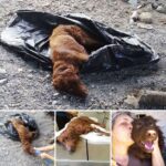 Abandoned dog that was tied up, put in a rubbish bag and dumped in a bin is rescued after its whimpers are heard by passer-by… and goes on to make full recovery
