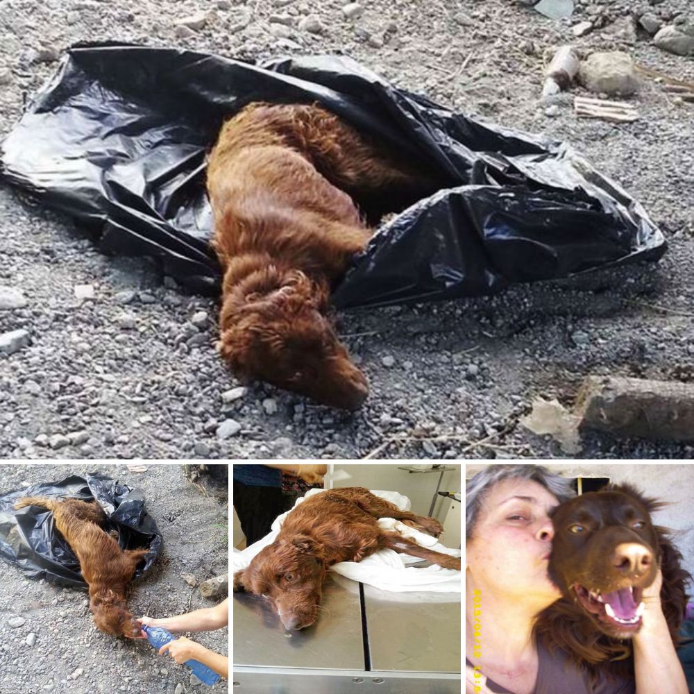 Abandoned dog that was tied up, put in a rubbish bag and dumped in a bin is rescued after its whimpers are heard by passer-by… and goes on to make full recovery