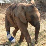Baby Elephant’s First Steps with a Special Boot Move the Rescue Team to Tears – A True Miracle!