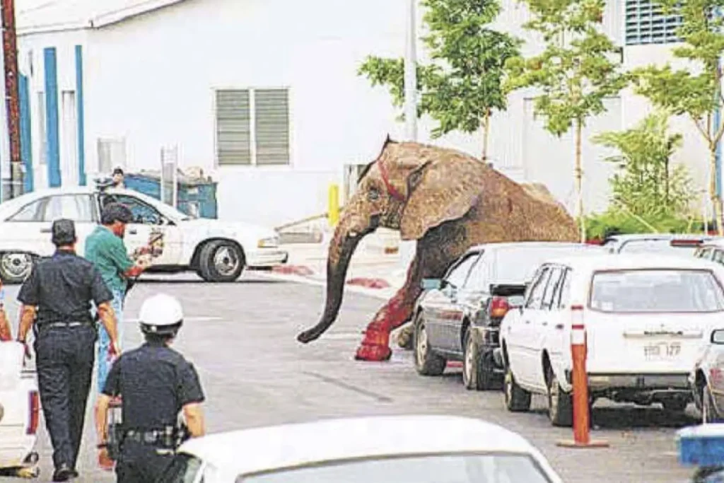 Tyke the Elephant’s Last Day on Earth (VIDEO)
