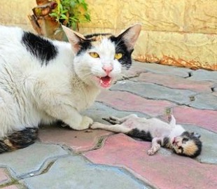 Mama cat places her dying kitten in man’s hands, receives a response she will never forget