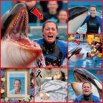 Orca trainer is devoured by this one while perfor…