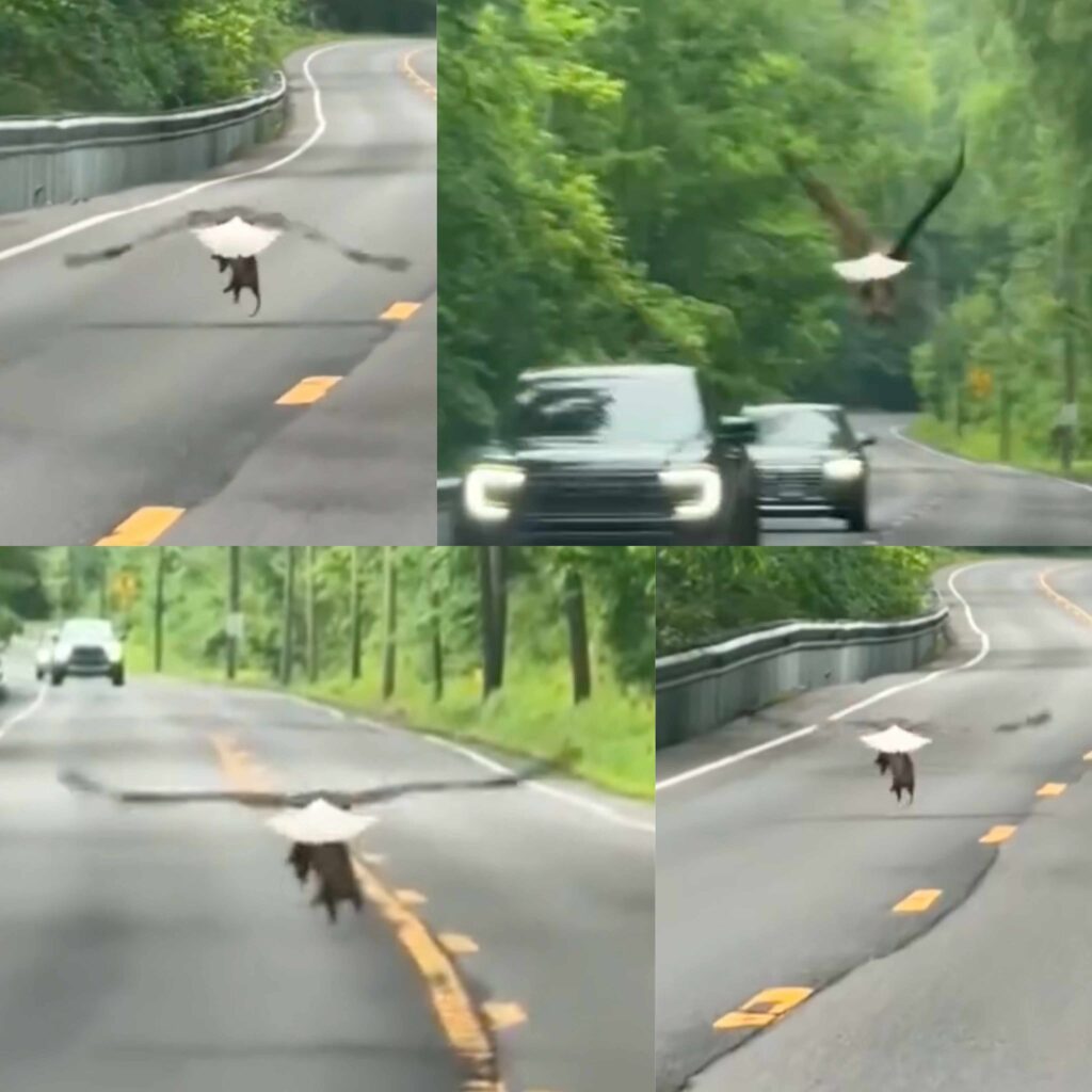🧨 “Giant Eagle Never Seen Before Spotted in This American Town – Locals Left Speechless!”