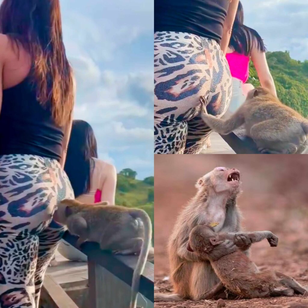 Monkey Dies After Fatal Whiff of Woman’s Butt – Biologists in Shock