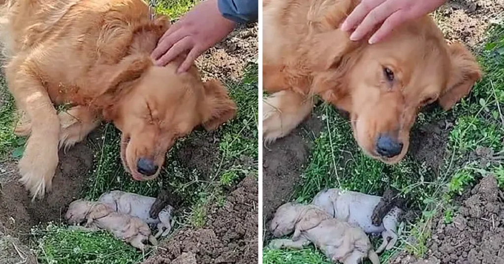 A Mother’s Endless Love: A Dog’s Unwavering Devotion to Her Puppies. 