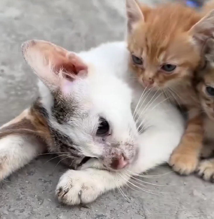 A Mother’s Heart – Even in Her Final Moments, She Stayed by Her Babies’ Side!