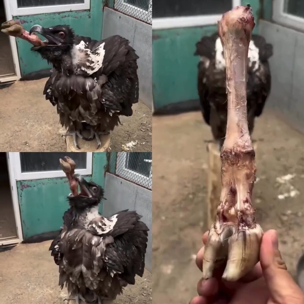 This bird could eat even small children – shocking footage revealed!
