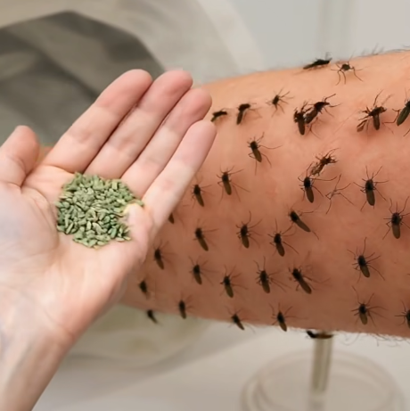 You’ll never see mosquitoes again if you do this