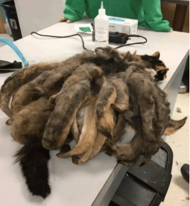 The Unbelievable Transformation of Hidey the Cat