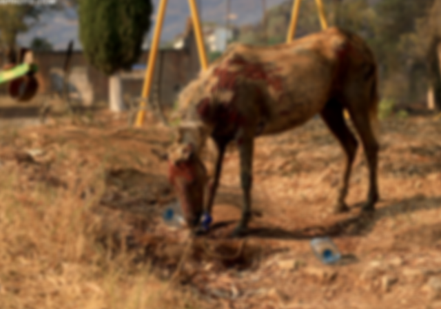 Left Tied and Abandoned – Heartbreaking Scene of a Burned Horse Still Standing and Searching for Water
