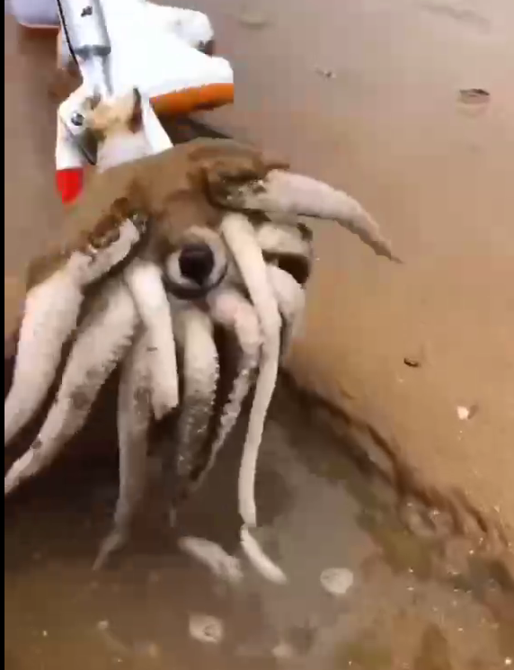 “The Mysterious 10-Armed Creature That’s Baffling the Internet – See What’s Really Behind It!”