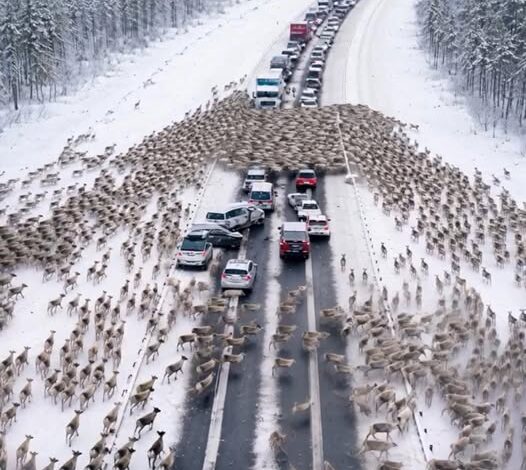 A Christmas Highway Miracle! Thousands of Deer Blocked the Road, But When Drivers Saw What They Were Fleeing From, Shock Spread Through Every Car